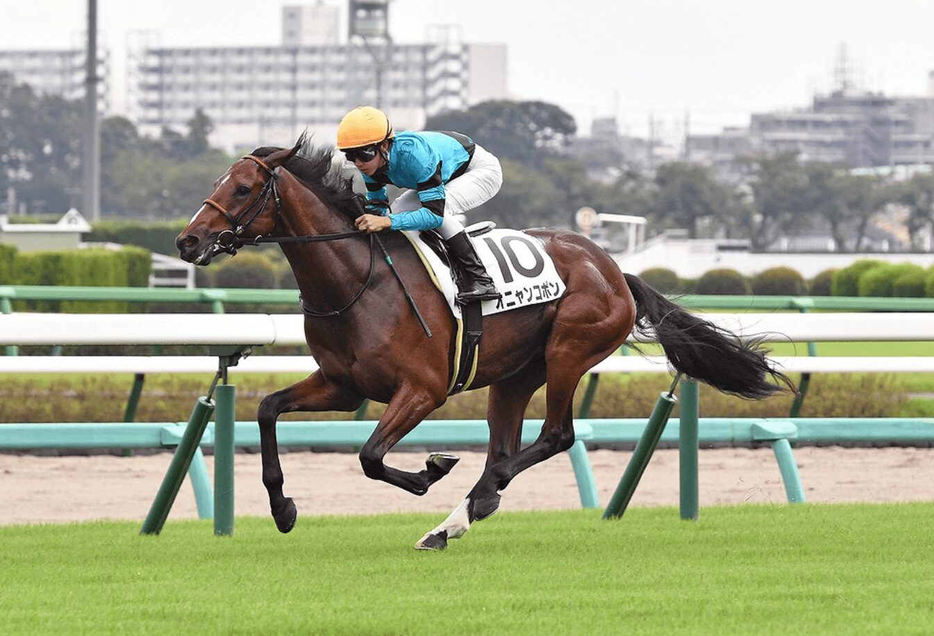 オニャンコポンは元気!&【会員案内】